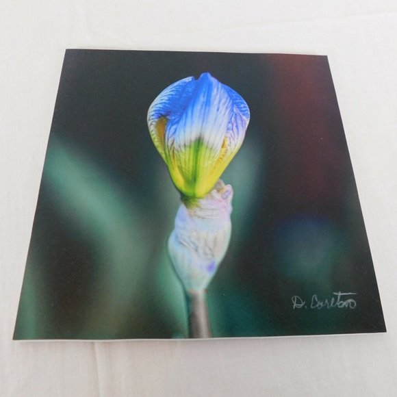 Purple Iris Flower Color Photography Lot of 4 Print Foam Board Botanical Nature - Picture 2 of 7